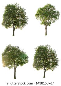 Tree Isolatedtree Cutting On White Background Stock Photo 1438158767 