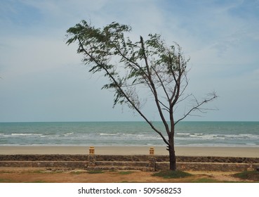 Tree Jao Sam Ran Beach Petchaburi Stock Photo 509568253 | Shutterstock