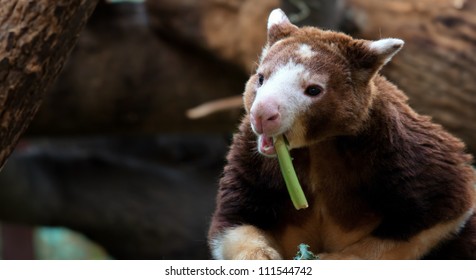 Tree Kangaroo