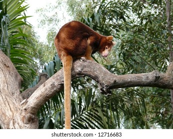 Tree Kangaroo