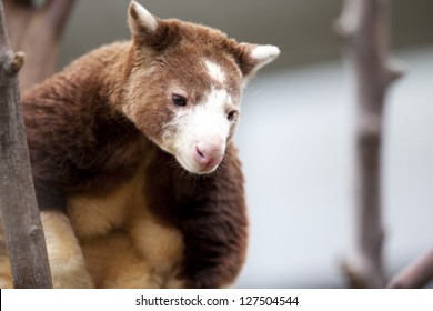 Tree Kangaroo