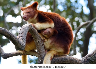 Tree Kangaroo