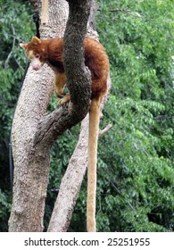 Tree Kangaroo