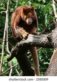 Tree Kangaroo