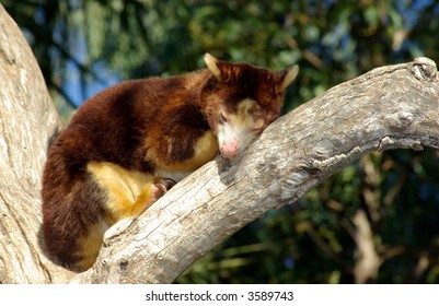 Tree Kangaroo