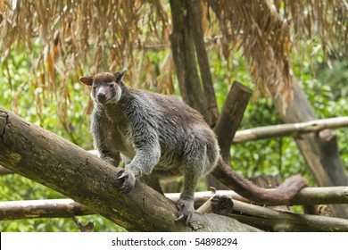 Tree Kangaroo