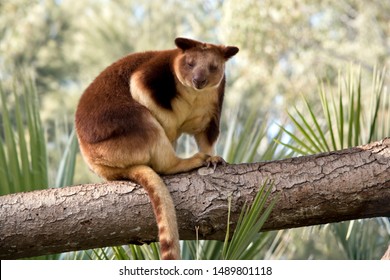 Tree Kangaroo : images, photos et images vectorielles de stock