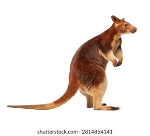 Tree Kangaroo Thick Reddish Brown Fur Long Tail Isolated On White Background