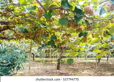 Tree Of Kiwi Fruit