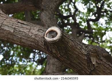 tree with knots, cut off branches and bark