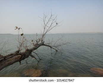 Tree in the lake