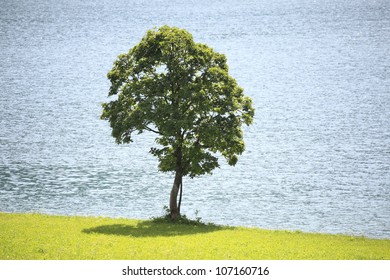 tree with lake