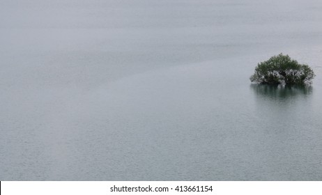 tree in the lake
