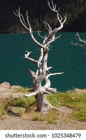 Tree with a lake in the background