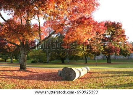 Tree land view redtree 