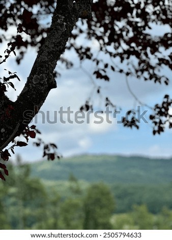 Tree in a land Whit a cloudy blu sky