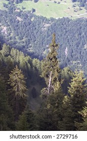 tree and landscape