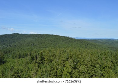tree landscape
