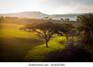 Tree landscape mountains
