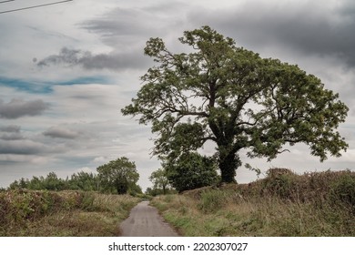 Tree In A Landscape With A Path