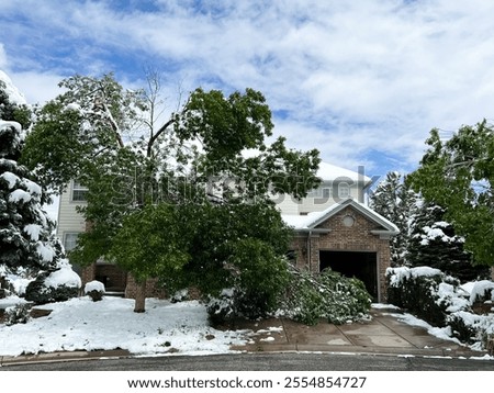 A tree with a large broken branch caused by the weight of a spring snowfall. The tree features green leaves dusted with snow, highlighting the unexpected impact of late-season weather on nature.