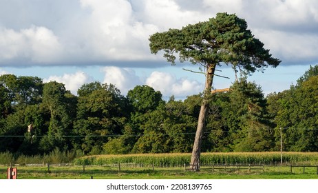 Tree Large Deviation Vertical Stock Photo 2208139765 | Shutterstock