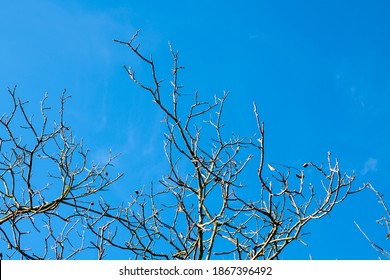 3,543,369 Sky leaves Images, Stock Photos & Vectors | Shutterstock