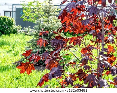 tree with the Latin name Acer platanoides 'Crimson Sentry' grows in Chelyabinsk in the Park