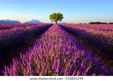 Tree in lavender field at sunrise in Provence, France