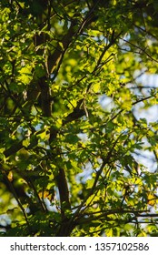 tree leaf background