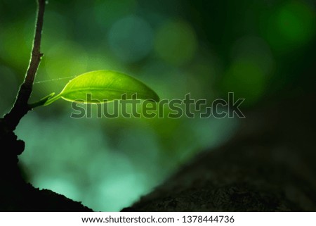 Tree leaf cloes-up, the leaf in nature background, natural bokeh background