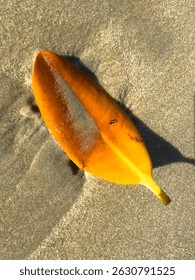 Tree leaf fallen on the sand of the sea