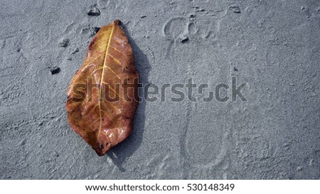  tree leaf and footprint in the sand                              