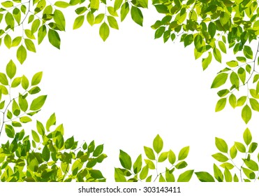 Tree Leaf Frame Background Stock Photo 303143411 | Shutterstock