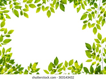 Tree Leaf Frame Background Stock Photo 303143411 | Shutterstock