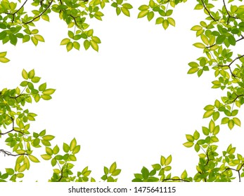 Tree Leaf Frame On White Background Stock Photo 1475641115 | Shutterstock