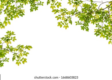 Tree Leaf Frame On White Background