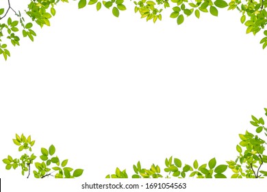 Tree Leaf Frame On White Background
