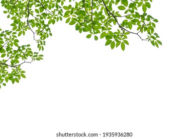 Tree Leaf Frame On White Background - Shutterstock ID 1935936280