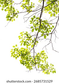 Tree Leaf Frame On White Background