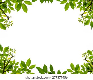 Tree Leaf Frame On White Background