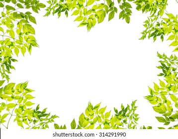 Tree Leaf Frame On White Background Stock Photo 314291990 | Shutterstock