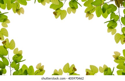 Tree Leaf Frame On White Background Stock Photo 405970462 | Shutterstock