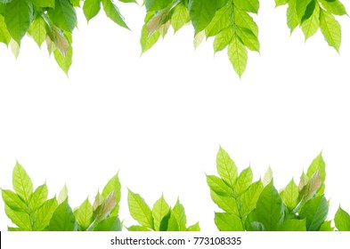 Tree Leaf Frame On White Background Stock Photo 773108335 | Shutterstock