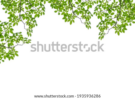 Tree Leaf Frame On White Background