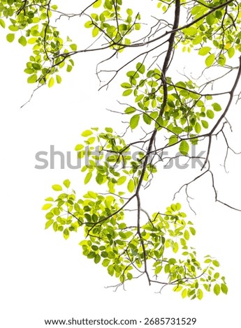Tree Leaf Frame On White Background