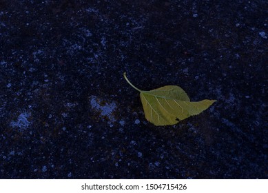 A tree leaf lying on the ground, close up
