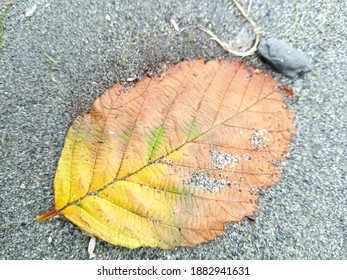 A Tree Leaf On A Sandy Beach At Ocean Shores, Washington