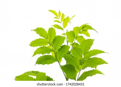 Tree Leaf On White Background
