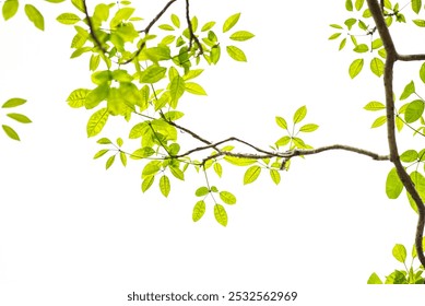 Hoja De Árbol Sobre Fondo Blanco